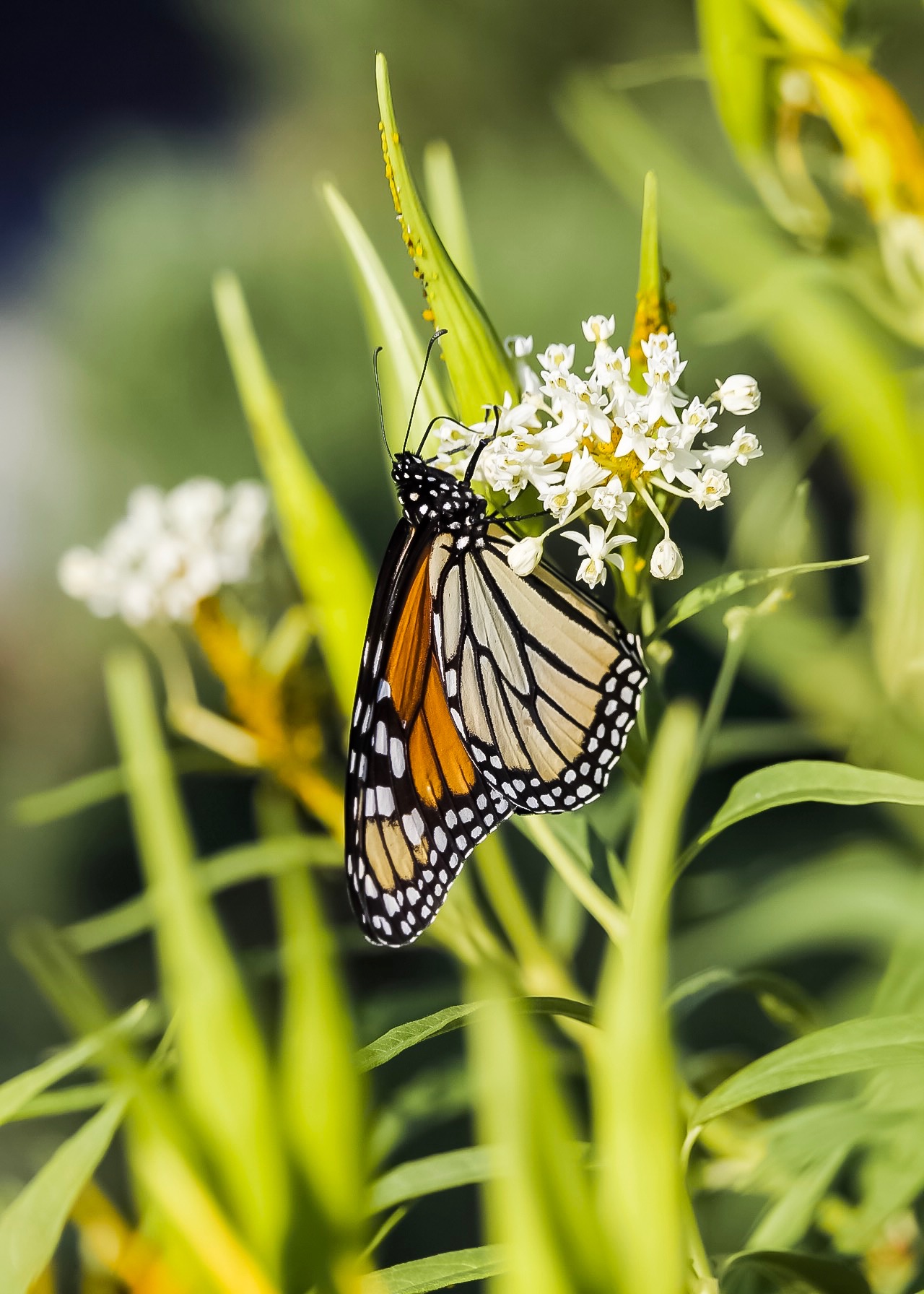 Welcome to Sherwood's Forest Nursery and Garden Center